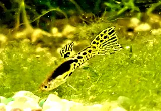 Genuine Yellow Tiger Endler (Pair)