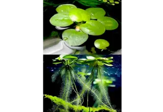Amazon Frogbit/frogbit/floating Plants- 20+plants(80+leaves) (Buy 2 Get 1 Free)