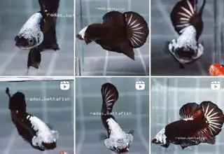 Headgear Black Samurai Betta, Betta Splendens, Male, Premium Line From Indonesia Logo