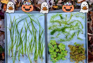 Halloween Sale Plant Pack-15+ Vallisneria, 11stems Anacharis, Rrf, Water Lettuce