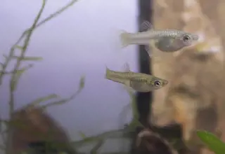 5+(1 For Doa) Rainbow Endlers (They Will Gain Color In A Few Weeks.)