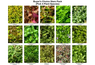 Aquatic Stem Plant Pack, 4 Species, Buyers Choice