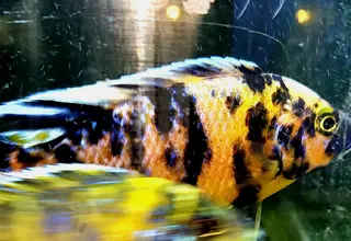 African Peacock Cichlids