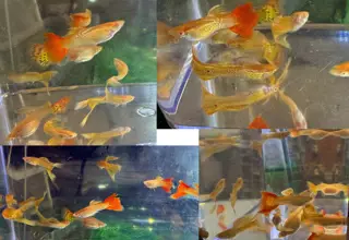 6 or More Males, Specific Breeds (Seconds)