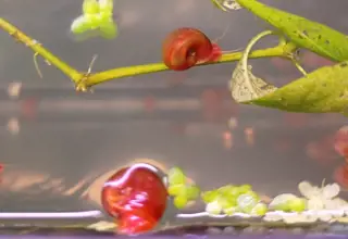 Live Red Ramshorn Snail (10+2free Doa), Freshwater Logo