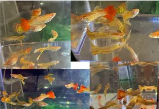 Albino Snakeskin Cross "Mutt Mix" Guppies - 6-pack M/f