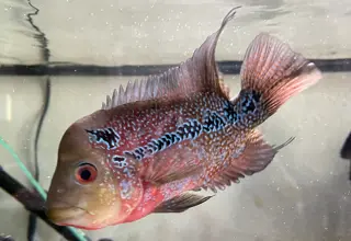 Mature Red Dragon Flowerhorn Female Logo