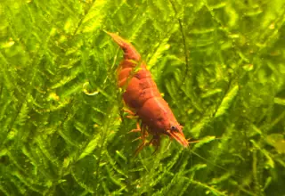 Neocaridina Davidi "Bloody Mary Shrimp" Logo