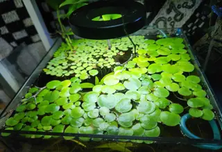 Amazon Frogbit (12 Plants)