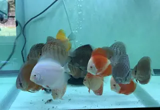 Assorted Discus Fish | Approximately 3 Inches