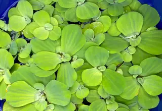 Water Lettuce (Sandwich Bag)