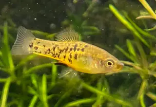 Xiphophorus Melleri, Catemaco Livebearer 4+ Juveniles