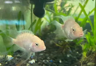 Pink Convict Cichlids 3-4 Inch Logo