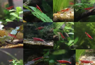 Red Cherry Shrimp, Neocaridina Davidi, 10+ Mixed Sex