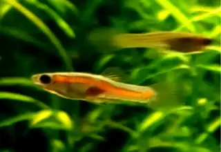 Ultra Rare, Pure Cumana El Salto Endlers (2m/2f)+ Live Arrival Guaranteed Logo