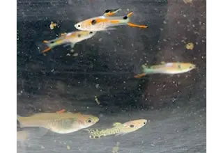 Endlers, Assorted Varieties    3 Pair Plus Extras Logo