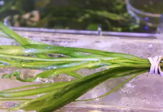 5 Jungle Vallisneria, Live Aquatic Plants