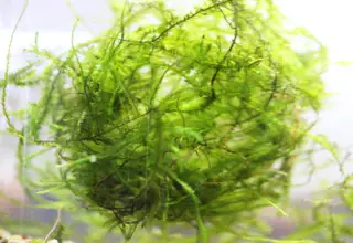 1 Baseball, 4oz Of Live Java Moss, Live Aquatic Plant