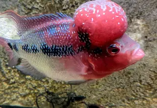 Class Aaa Flowerhorns Thailand