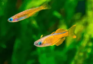 (5) Paskai Blue Eye Rainbowfish (Yellow) Logo