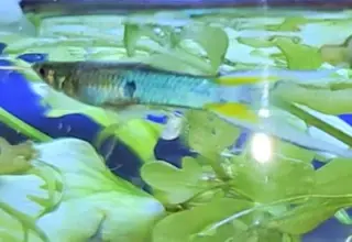 Pk Endlers Japan Blue Sky Guppy Pair Mf