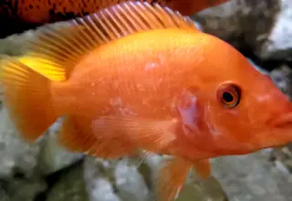 Red Devil Cichlid