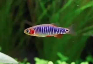 Emerald Dwarf Rasbora/Emerald Dwarf Danio. Group Of 6(3 Male, 3 Female). Logo