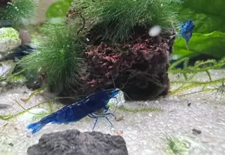 5 (+1 For Doa) X Ultra Blue Dream Neocaridina Shrimp