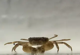 (5) Pom Pom Crabs (Fully Aquatic Freshwater Dwarf Crabs)