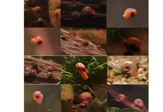 Pink Pearl Rams Horn Snails, Planorbella Duryi,  10+ Juvenile