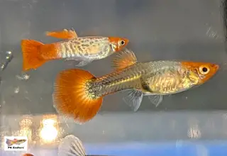 Pk Endlers Red Koi Snakeskin Guppys Trio Mff