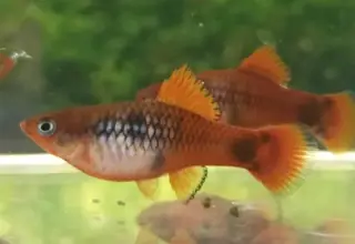 Calico Red Coral Mm Platy (Pair)