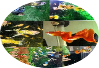Grandmas Guppies