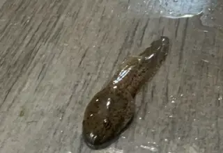 Bullfrog Tadpoles Logo