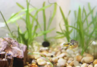 5 Homebred Pea Puffers