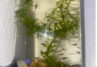 20+1 Mutt Guppy Fry - Us Seller Logo