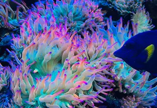 Rainbow Rose Bubble Tip Anemones