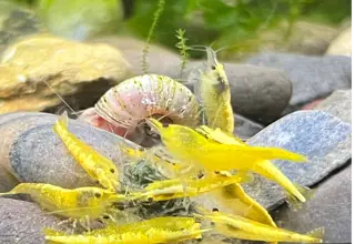 10 (+1 Free) X High Grade Yellow Goldenback Neocaridina Freshwater Dwarf Shrimp
