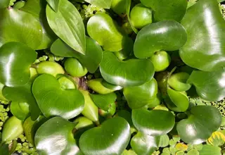Water Hyacinth(plant)