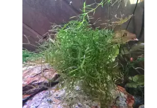 2oz Java Moss