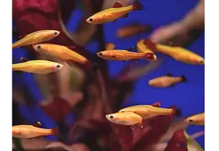 Gold Cloud Mountain Minnow (Tanichthys Albonubes). Group Of 6. Logo