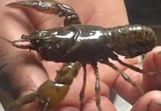 Freshwater Crayfish