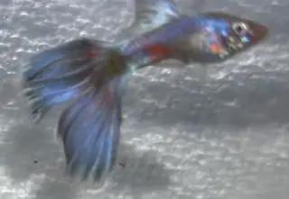 Blue Lazuli Guppies   Trio      2 Female, 1 Male