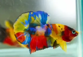 Nemo Multicolor Betta Hmpk