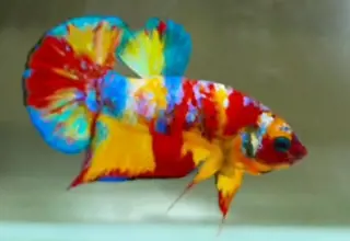 Nemo Multicolor Betta Hmpk