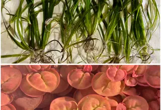 Easy Plant Pack (12+ Vallisneria, Red Root Floater)