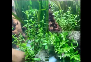 Bacopa Monnieri Variegatus(bunch)