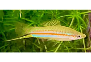 X. Clemenciae (Yellow Swordtail) 4+ Juveniles, Unsexed