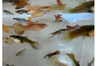 Melting Pot Guppies       Aka Mutt Guppies  2 Pr + Extra Female + Fry