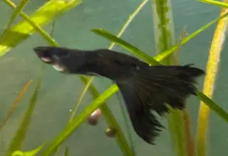 Green Moscow Guppies.  6 Fry